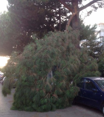 Maltempo: studente muore schiacciato da un albero