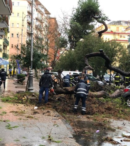 Cadono gli alberi comunali, Cammarota: “Scellerata gestione del verde pubblico”