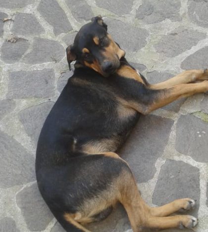 Zeus, il cagnolone sparito da Sassano: l’appello disperato della famiglia