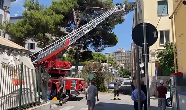 Salerno, albero crolla al mercato di via Piave