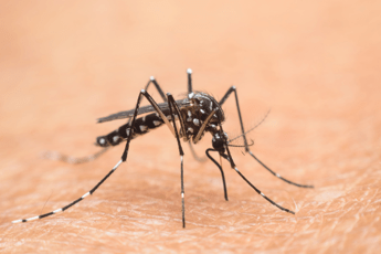  Nel Lazio primi 2 casi autoctoni di West Nile, oggi cabina di regia in Regione