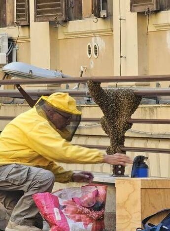 Sciame di api invade cortile del Mef, pronto intervento apicoltori per recuperarlo