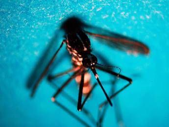  West Nile, nel Lazio 12 nuovi casi: salgono a 21