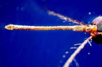  West Nile, secondo caso a Roma. Protezione Civile riunisce Commissione Grandi Rischi