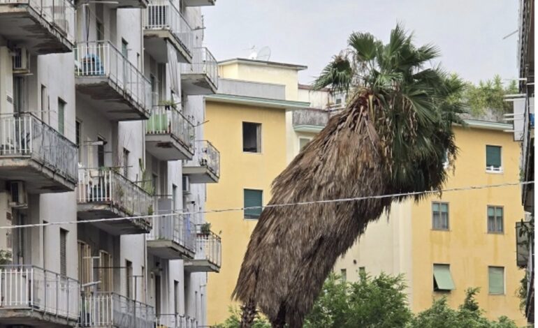 Salerno, palme a rischio caduta in via Lucio Petrone