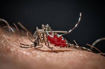  Chikungunya, primo caso autoctono in Veneto: contagiata 64enne