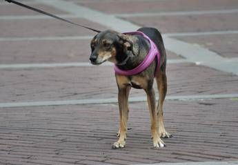  Estate, sindrome da rientro anche per i pet. Il veterinario: “Ecco come gestirla”