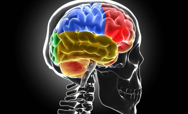  Scoperto nuovo meccanismo sviluppo sclerosi multipla, studio italiano