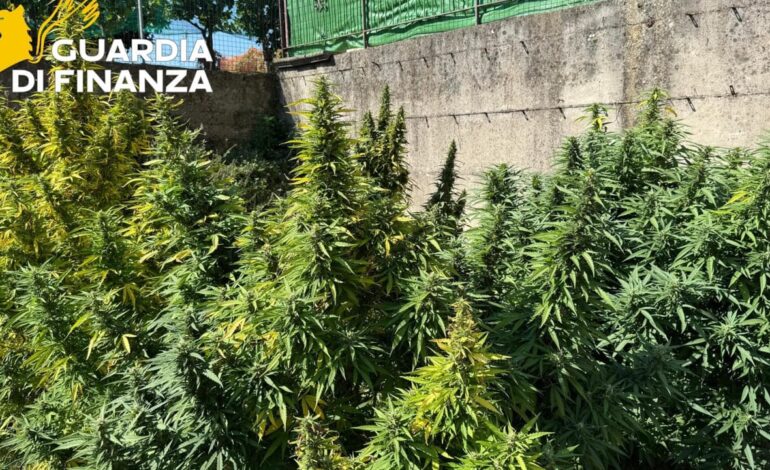 Scafati. Non era marijuana light: condannato